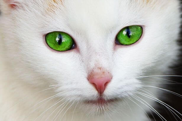 Gorgeous cat with green eyes.